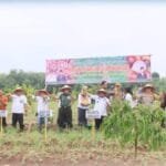 Pj Wako dan Forkopimda Panen Raya Bawang Merah
