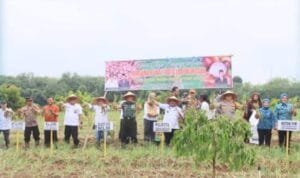 Pj Wako dan Forkopimda Panen Raya Bawang Merah