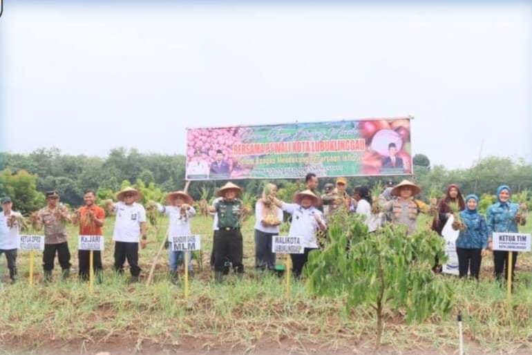 Pj Wako dan Forkopimda Panen Raya Bawang Merah