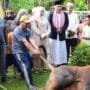 Tahun ini, Bupati Musirawas Qurban 27 Ekor Sapi dan 2 Kambing
