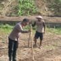 Kapolsek Lubuk Linggau Timur  1 ,  AKP Rodiman  Melakukan Peninjauan Langsung ke Lahan P2L