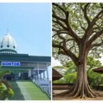 Pohon Asem In Memorial Gontor