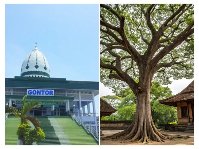 Pohon Asem In Memorial Gontor