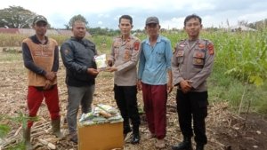 Polsek Lubuk Linggau Selatan I Dukung Ketahanan Pangan, Serahkan Bibit Jagung ke Kelompok Tani Siring Agung