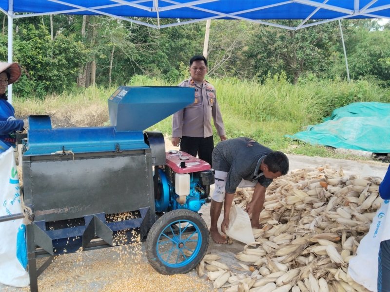 Polsek Lubuk Linggau Utara I Dampingi Panen Jagung, Uji Mesin Pipil Tingkatkan Produktivitas Petani