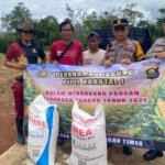 Polsek Lubuk Linggau Timur Tanam Jagung Serentak, Dukung Ketahanan Pangan Nasional