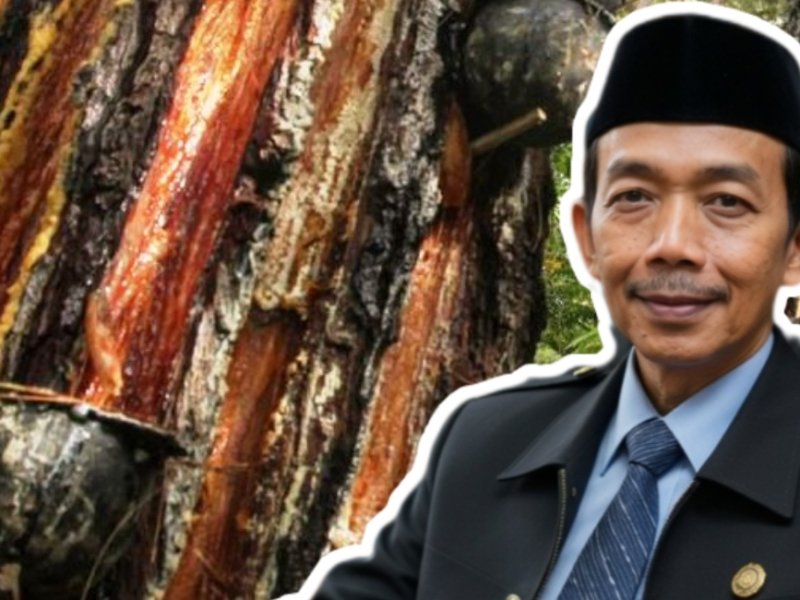 Penyadapan Getah Pinus Ilegal di Gunung Ciremai, ASH: Kejahatan Ekologis Tak Boleh Ditoleransi