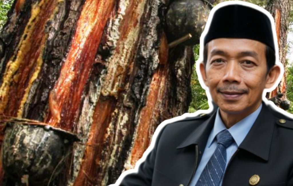 Penyadapan Getah Pinus Ilegal di Gunung Ciremai, ASH: Kejahatan Ekologis Tak Boleh Ditoleransi