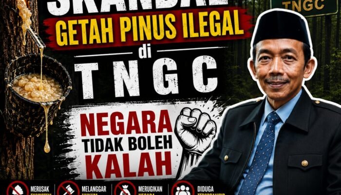 Skandal Getah Pinus Ilegal di TNGC: Negara Tidak Boleh Kalah  Oleh: Aceng Syamsul Hadie