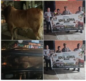 Kapolda Sumsel Salurkan Dua Sapi Kurban Jumbo di Lubuk Linggau, Wujud Nyata Kepedulian Polri untuk Masyarakat