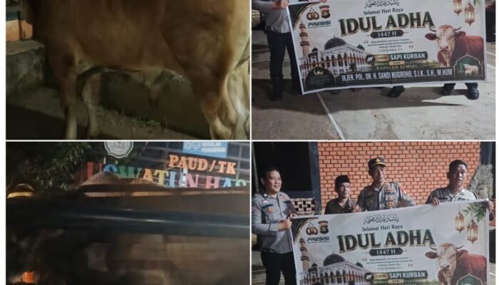 Kapolda Sumsel Salurkan Dua Sapi Kurban Jumbo di Lubuk Linggau, Wujud Nyata Kepedulian Polri untuk Masyarakat