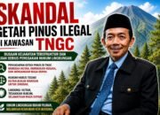 Skandal Getah Pinus Ilegal TNGC || ASH: Dugaan Kejahatan Terstruktur dan Ujian Serius Penegakan Hukum Lingkungan