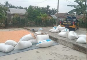 Wujud Nyata Ketahanan Pangan, Polres Mura Dampingi Petani Jagung Maksimalkan Pengolahan Pascapanen di Desa Jajaran Baru II