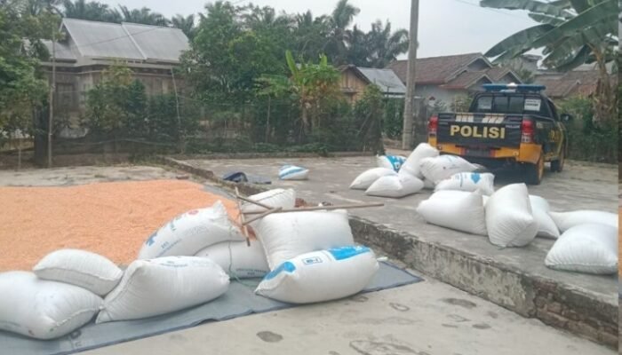 Wujud Nyata Ketahanan Pangan, Polres Mura Dampingi Petani Jagung Maksimalkan Pengolahan Pascapanen di Desa Jajaran Baru II