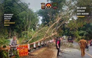 Pohon Karet Tumbang Tutup Jalan Lintas, Bhabinkamtibmas Bersama TNI dan Warga Bergerak Cepat