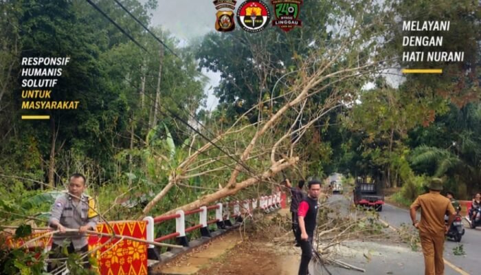 Pohon Karet Tumbang Tutup Jalan Lintas, Bhabinkamtibmas Bersama TNI dan Warga Bergerak Cepat
