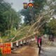 Pohon Karet Tumbang Tutup Jalan Lintas, Bhabinkamtibmas Bersama TNI dan Warga Bergerak Cepat