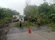 Hujan Deras Picu Pohon Tumbang di Lingkar Selatan Lubuk Linggau, Polisi dan Warga Bergerak Cepat