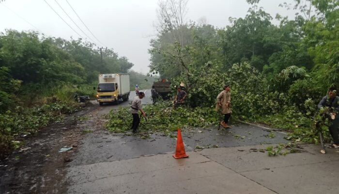 Hujan Deras Picu Pohon Tumbang di Lingkar Selatan Lubuk Linggau, Polisi dan Warga Bergerak Cepat